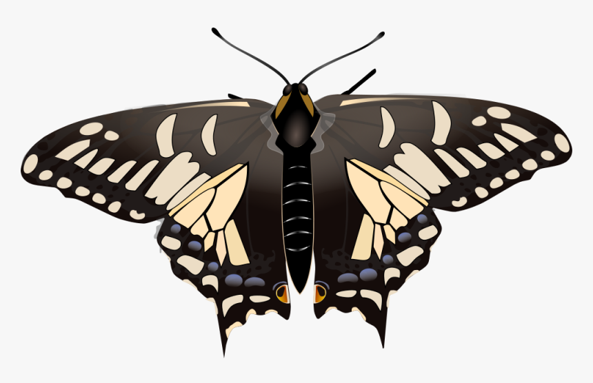 Butterfly .png, Transparent Png