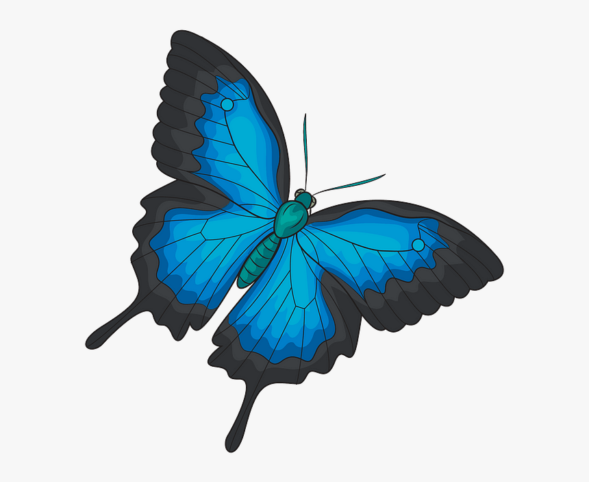 Butterfly .png, Transparent Png