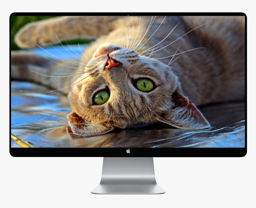 Happy Cat , Png Download, Transparent Png
