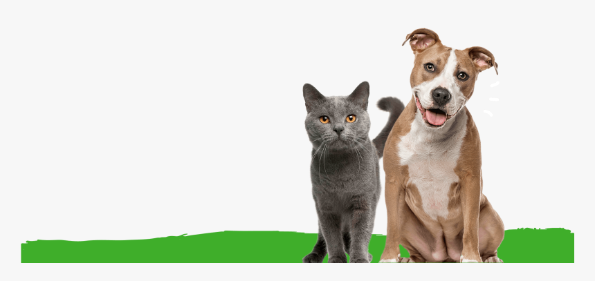 Happy Cat Png, Transparent Png