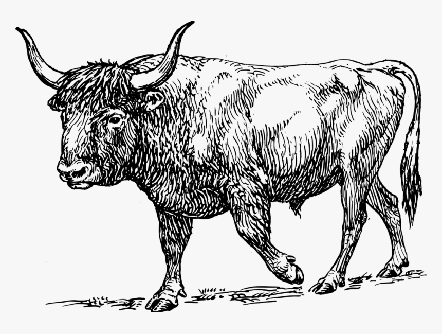 Livestock,monochrome Photography,horn, HD Png Download