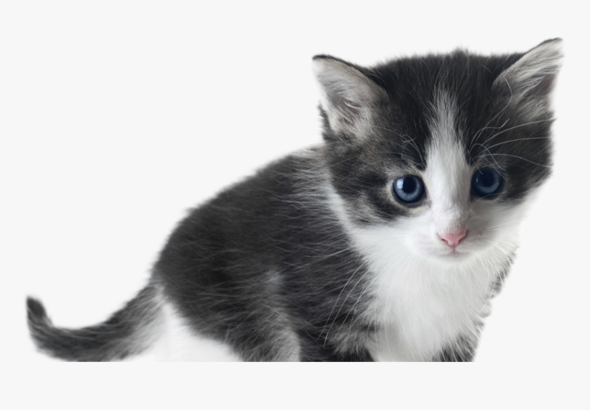 Kittens Transparent White, HD Png Download
