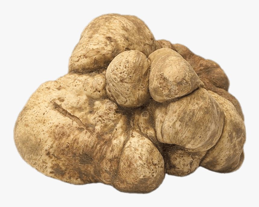 Fresh White Truffle, HD Png Download