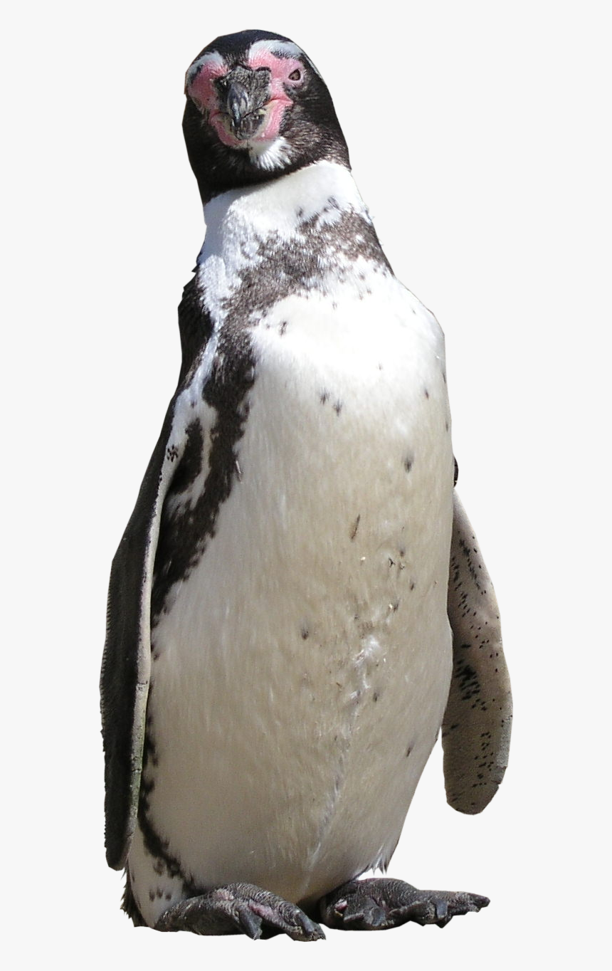 Penguin, HD Png Download