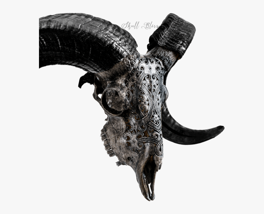 Carved Ram Skull - Skull, HD Png Download
