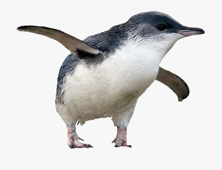 #penguin #bird #pngs #png #lovely Pngs #usewithcredit - Adã©lie Penguin, Transparent Png