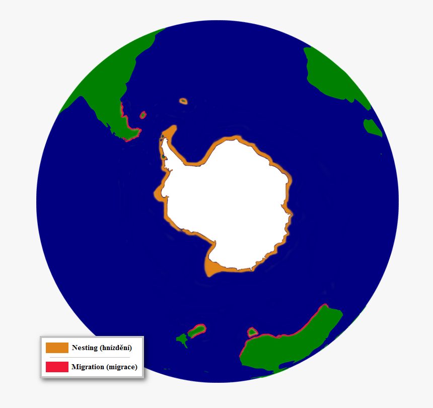 The Distribution Of The Adelie Penguin - Adelie Penguin Migration Map, HD Png Download