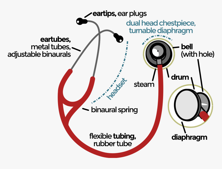 Stethoscope Parts And Functions