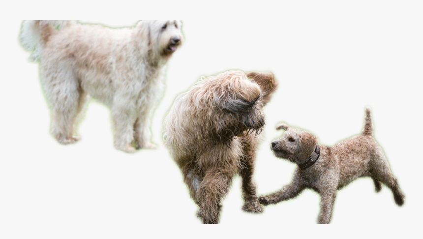 Transparent Dogs Playing Png - Dogs Playing Png, Png Download