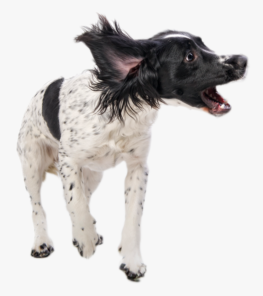 Transparent Annoying Dog Png - Transparent Dog Playing, Png Download