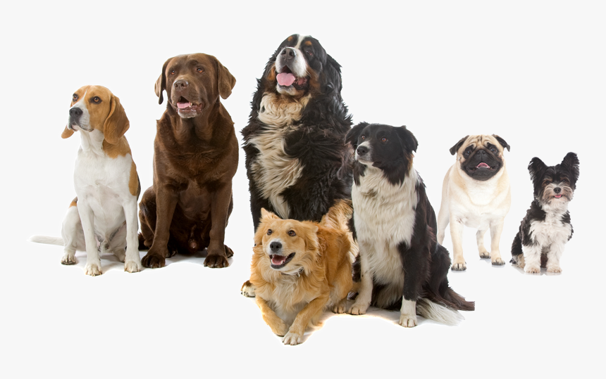 Dogs Playing Png, Transparent Png