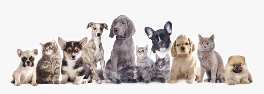 Friendly Paws Pet Resort - Vaccine Cat And Dog, HD Png Download
