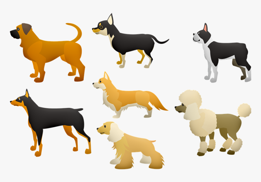 Dogs, Poodle, Large Dogs, Terrier, Pet, Animal, Play - Dogs Body Language, HD Png Download