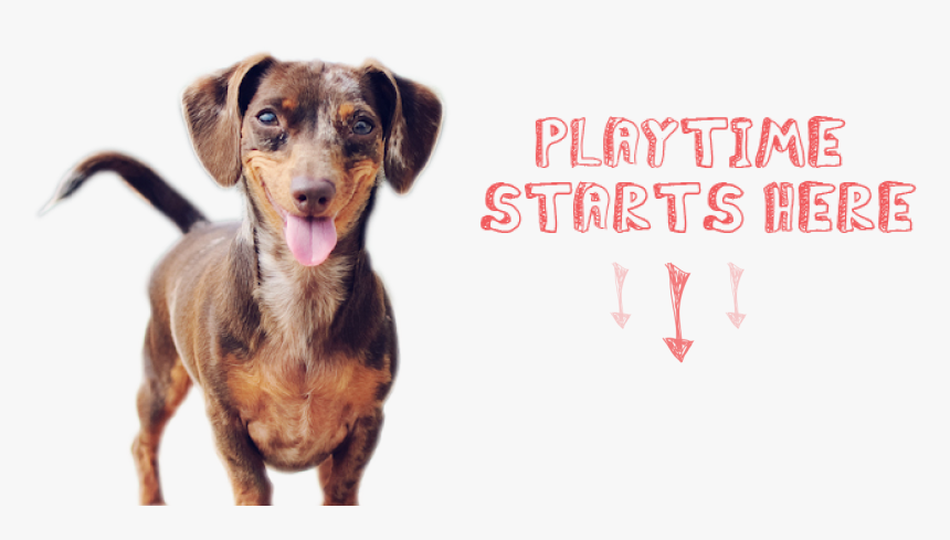 Transparent Smiling Dog Clipart - Smiling Dog, HD Png Download