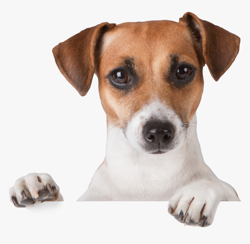 Dog Png - Jack Russell Puppies Tan And White, Transparent Png