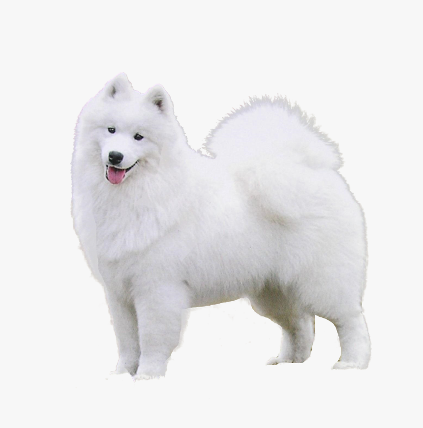 Samoyed Png, Transparent Png