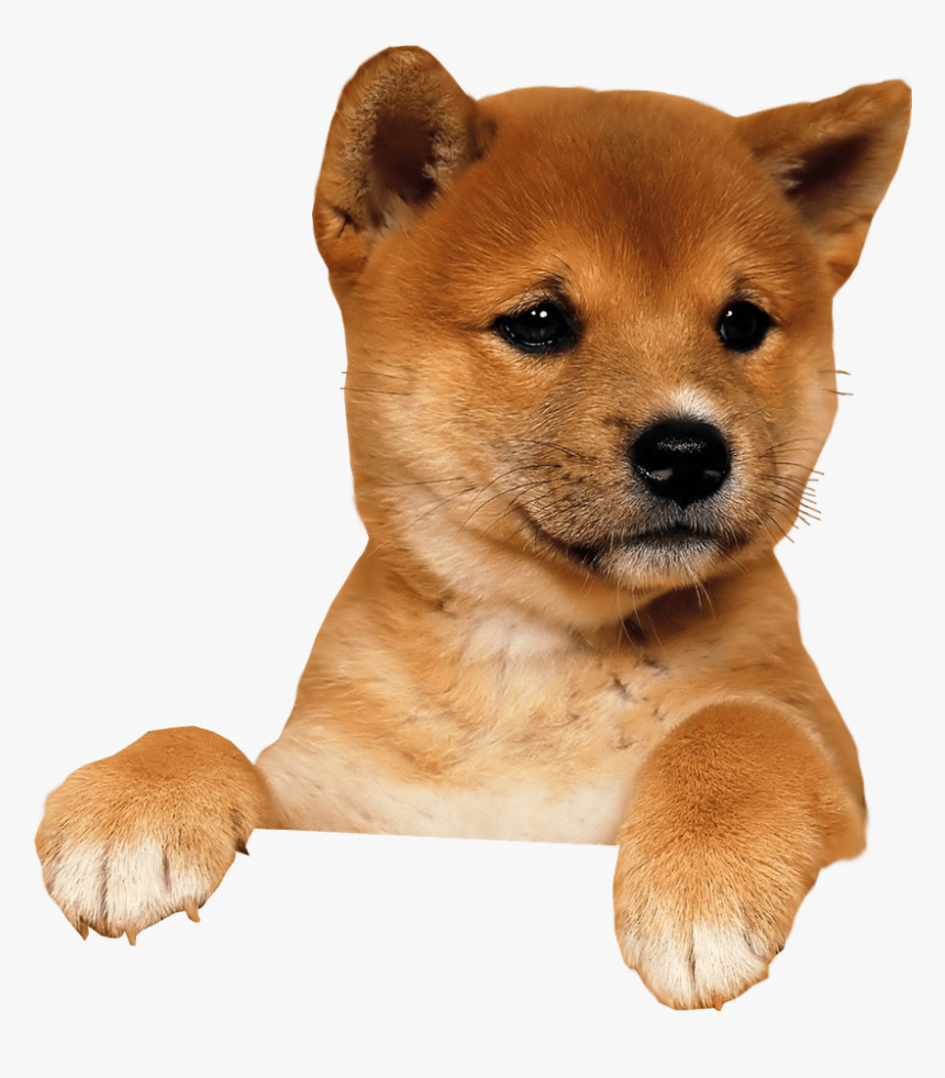 Transparent Background Puppy Png, Png Download