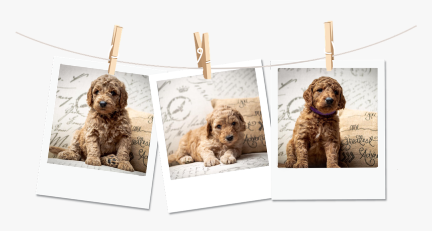 Poloriod-dogs - Golden Retriever, HD Png Download