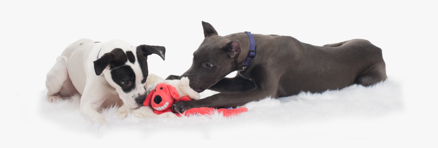 Transparent Dogs Playing Png - Companion Dog, Png Download