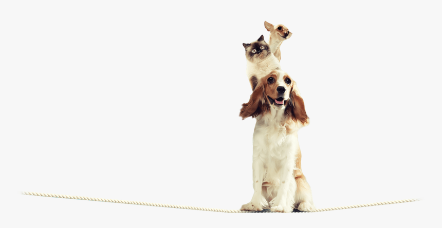 Cocker Spaniel, HD Png Download