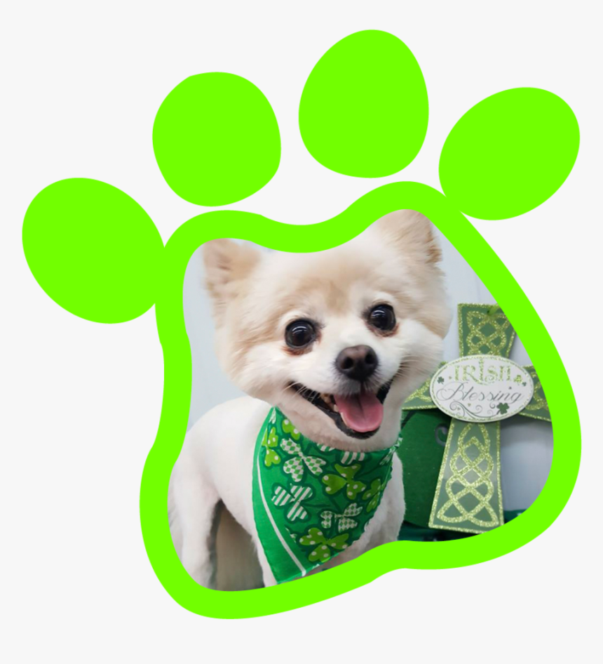 Paw Print Gallery20180315 19177 10kru5n - Companion Dog, HD Png Download