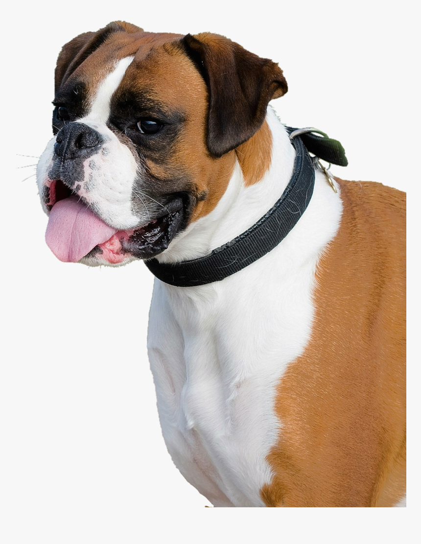 Boxer Dog Png Transparent Image - Png Of Boxer Dog, Png Download