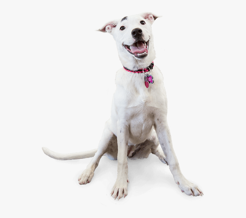 Image Of A Smiling Dog - Dog Yawns, HD Png Download