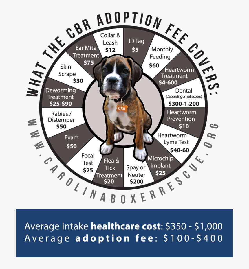 Cbr Cost Web - Boxer, HD Png Download