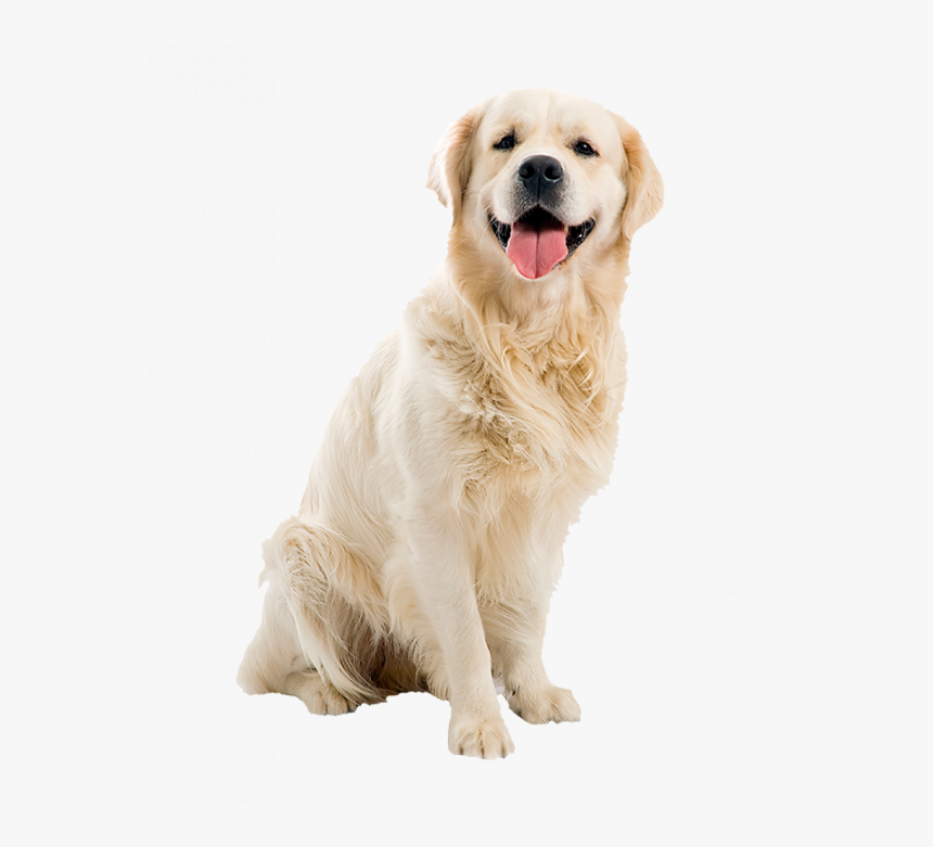 Dog Png, Transparent Png