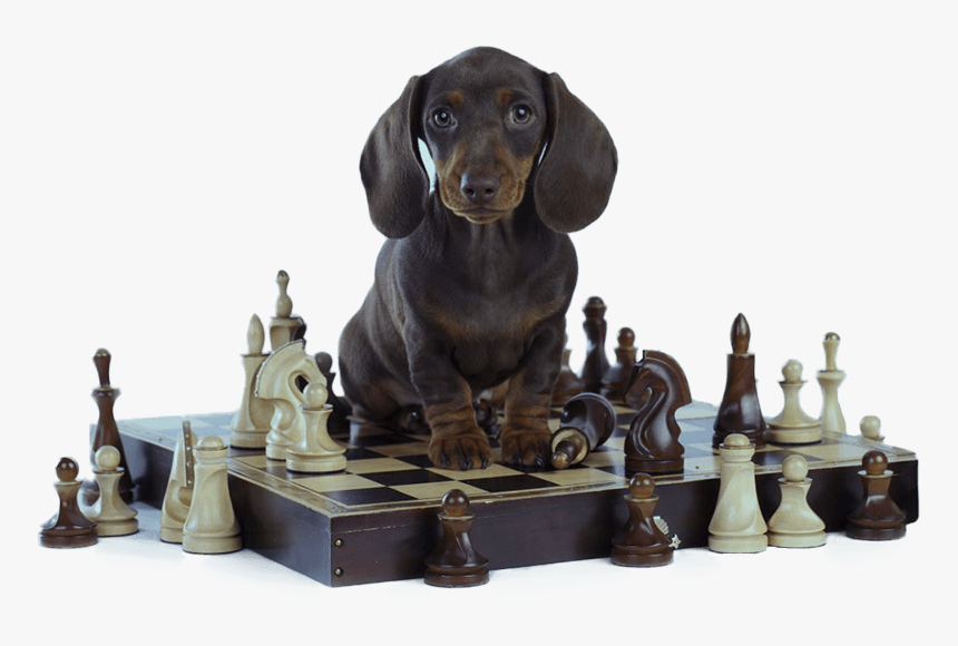 Brain Training For Dogs Review, HD Png Download