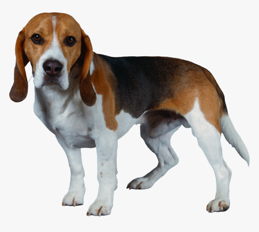 Dog Png - Transparent Background Beagle Dog Png, Png Download