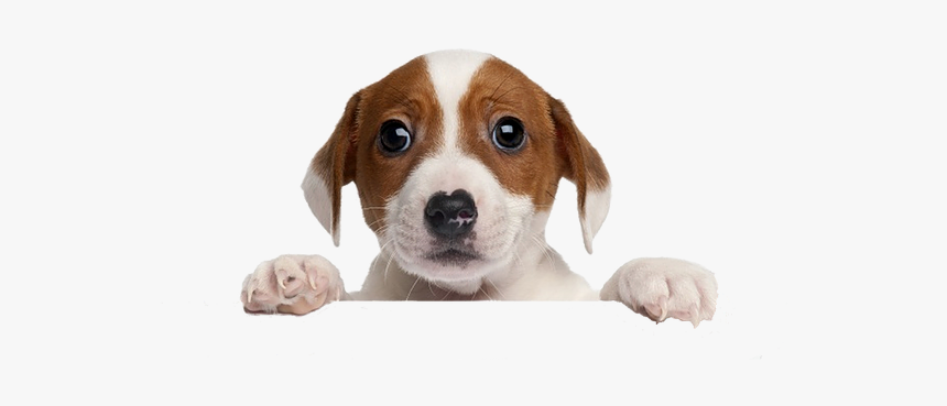 Puppy Vote For Us, HD Png Download