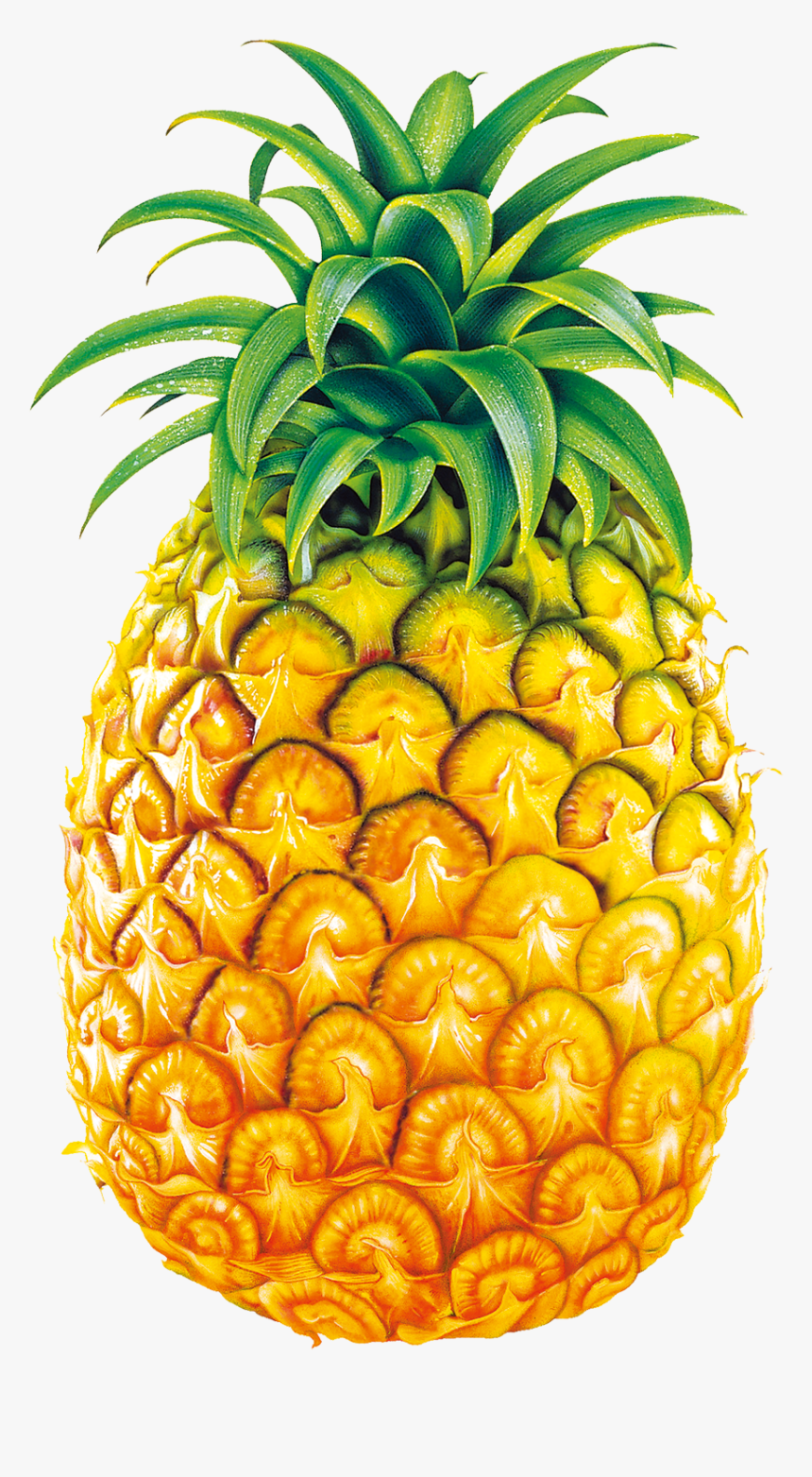 Juice Fruit Bromelain Clip - Pineapple Fruit, HD Png Download