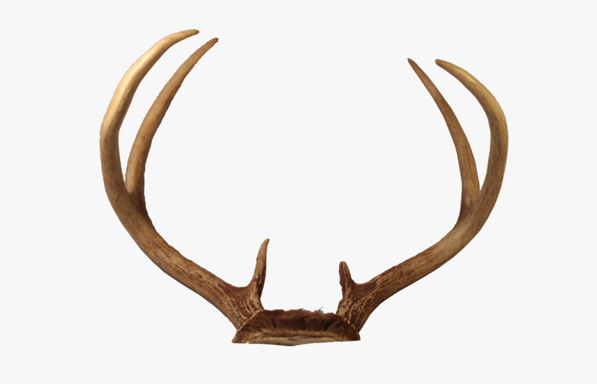 Transparent Deer Antlers Png - Transparent Reindeer Antlers Png, Png Download