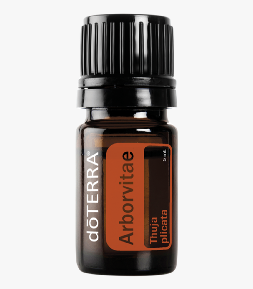 Arborvitae Doterra, HD Png Download