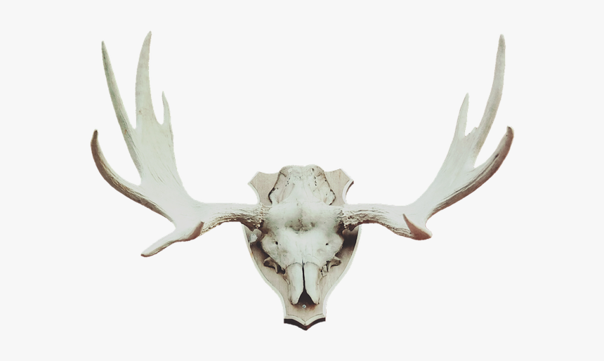 Antler, Moose Antler, Deer Antler, Trophy, Hunting - Cuernos Alce Png, Transparent Png