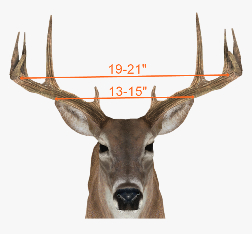 Reindeer, HD Png Download