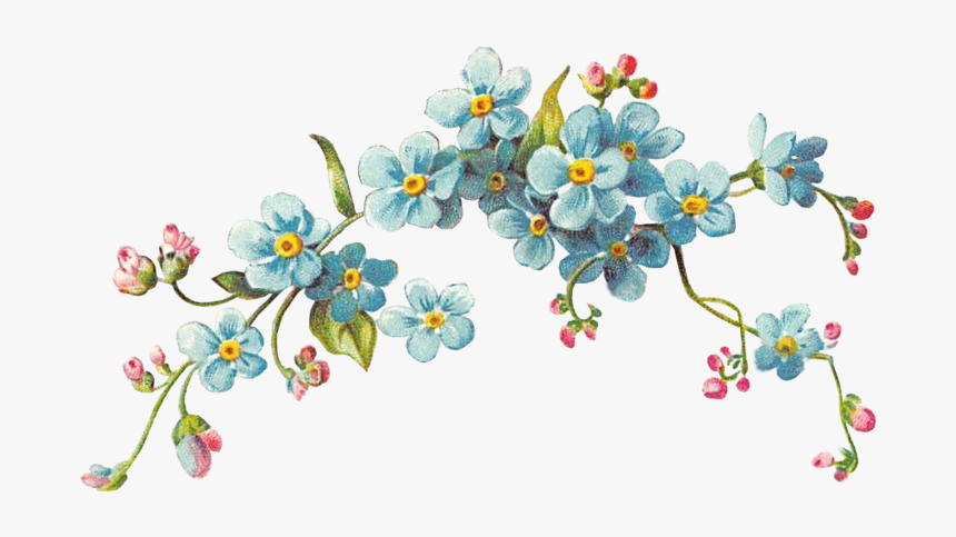 Viola, HD Png Download