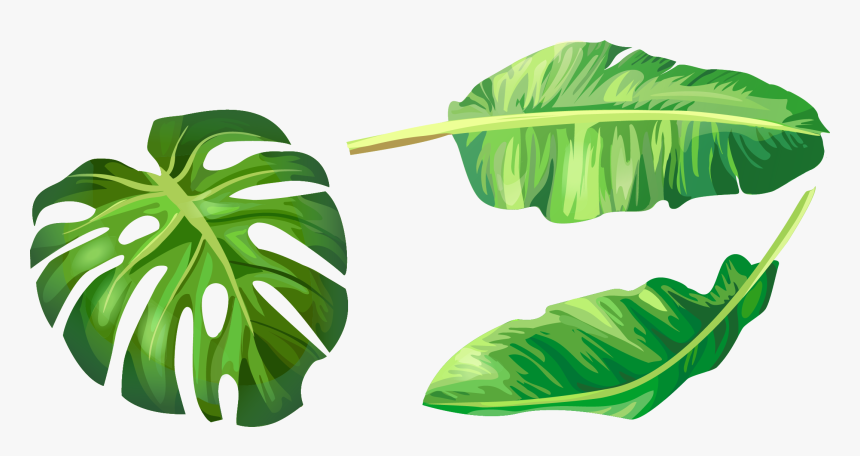 Leaf Leaves Illustration Euclidean Vector Green Banana - Banana Leaf Vector Png, Transparent Png