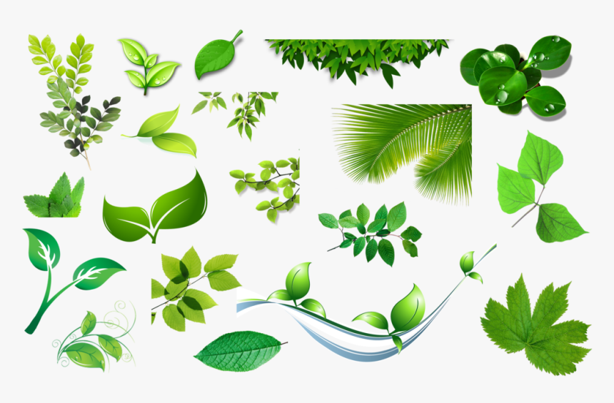 Download-leaves - Bell Leaves Png, Transparent Png