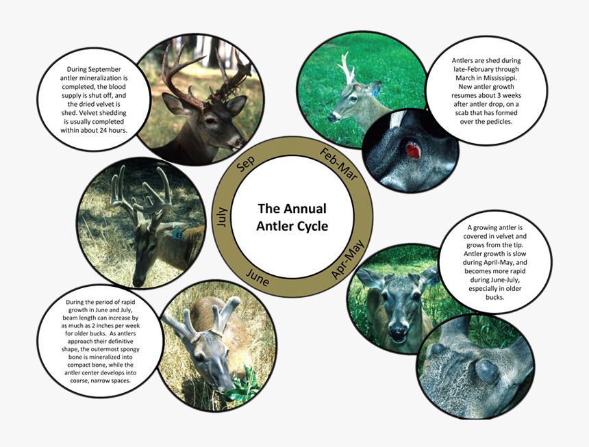 Antler Growth Figure - Deer Antler Growth Cycle, HD Png Download
