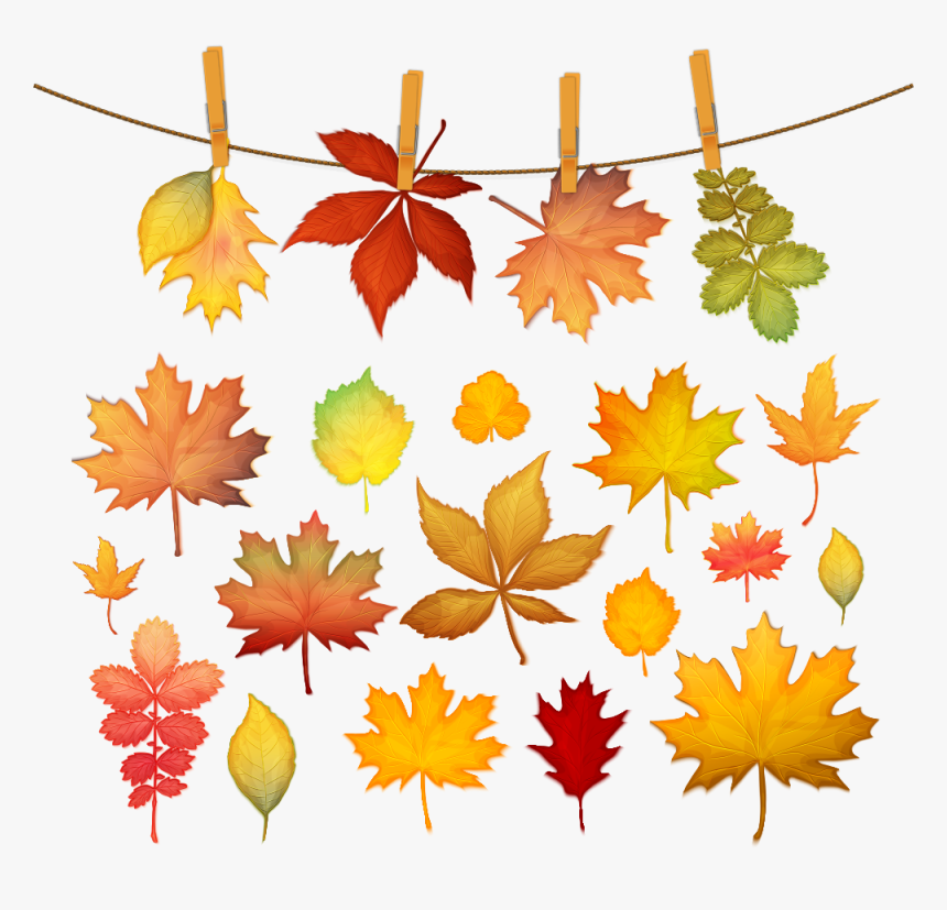 Autumn Leaf Color Maple Leaf - Autumn Leaf Color Maple, HD Png Download