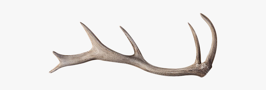 Reindeer, HD Png Download