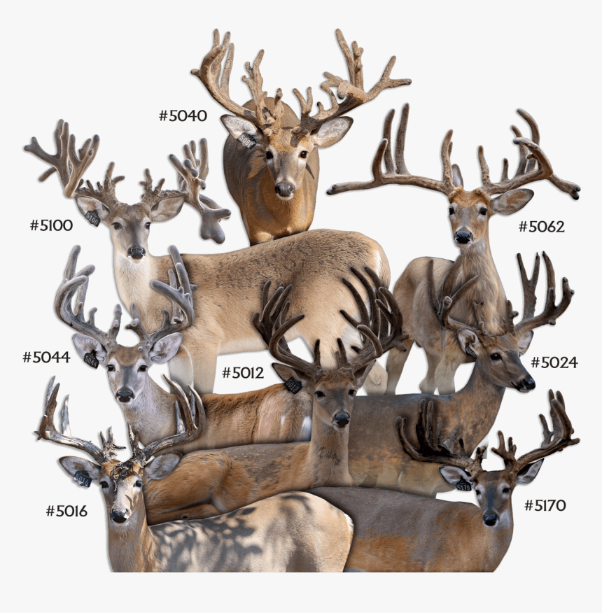 2016 Winners - Elk, HD Png Download