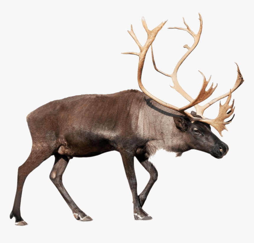 Reindeer,elk,deer,barren Ground - Caribou Png, Transparent Png