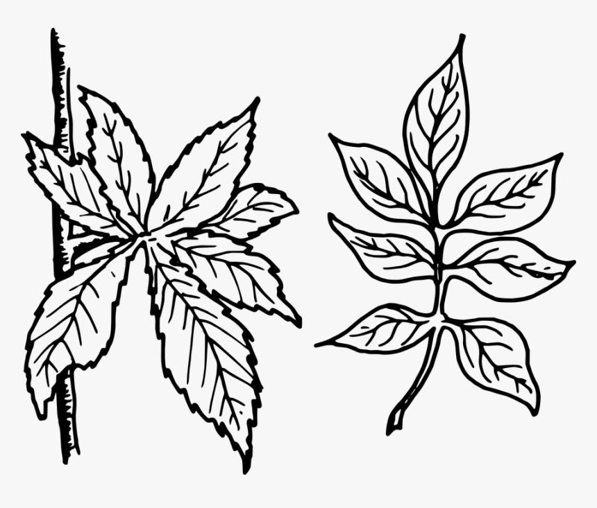 Free Vector Graphic Tree Leaves Leaves Botany Plant - Plant Leaf Clip Art Black And White, HD Png Download