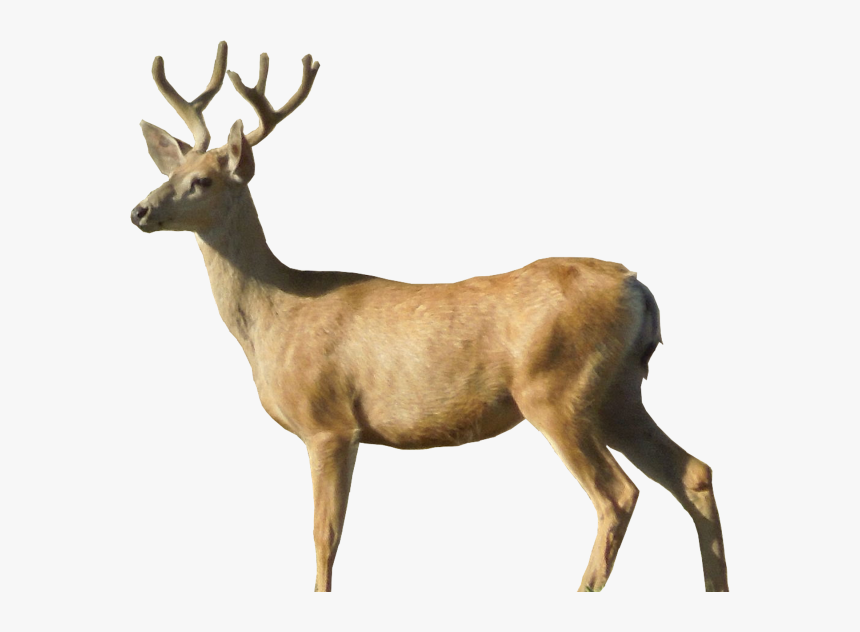 Deer Png Side View - Deer Transparent Background, Png Download