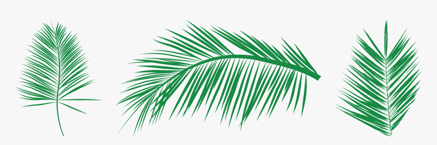Transparent Needle And Thread Clipart - Free Vectors Palm Leaf, HD Png Download