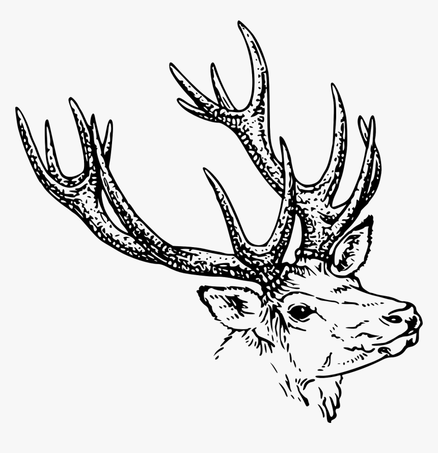 Animal Horn Clipart Black And White, HD Png Download