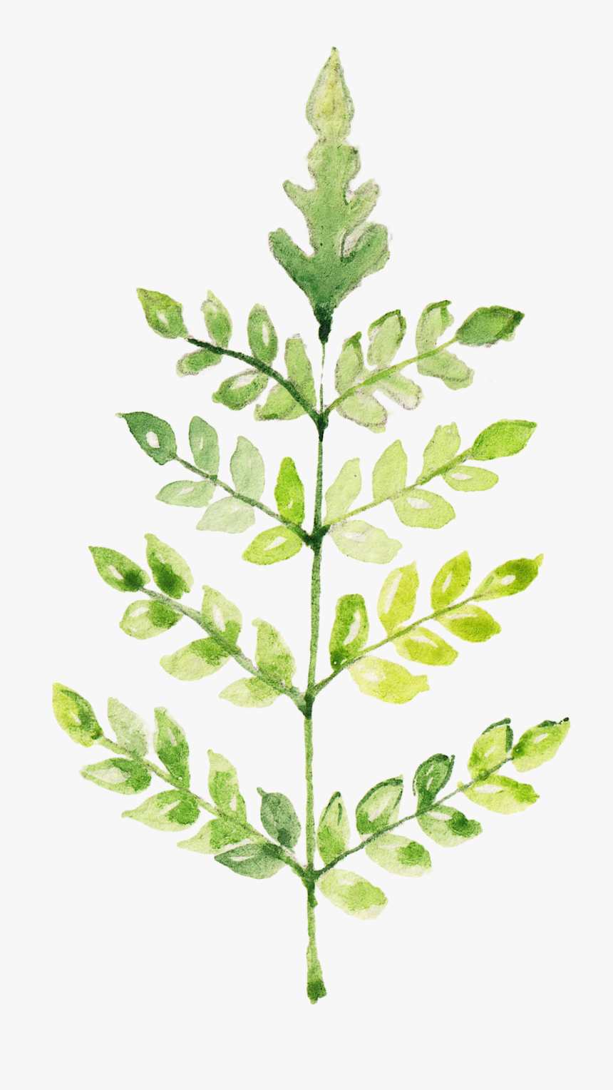 Limnophila Aromatica, HD Png Download